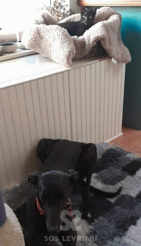 Julia Greyhound