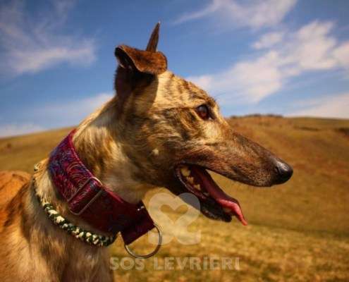 Derek-Greyhound