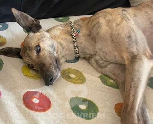 Derek-Greyhound