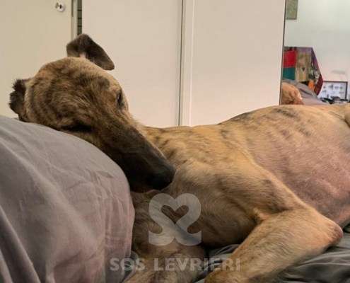 Derek-Greyhound