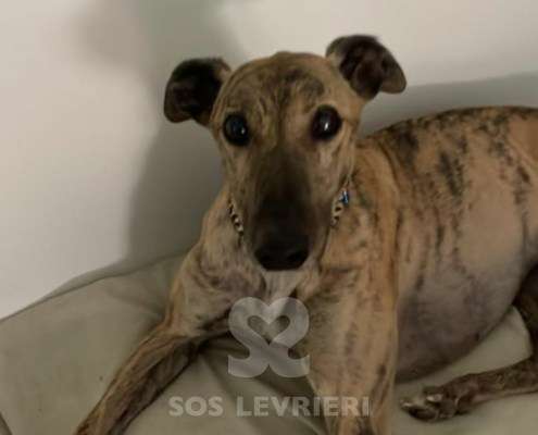 Derek-Greyhound