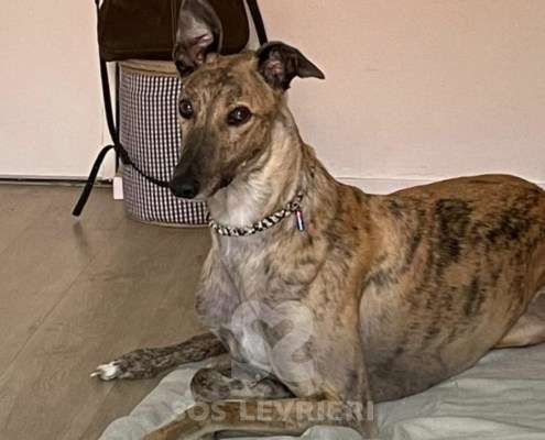 Derek-Greyhound