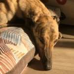 Derek-Greyhound