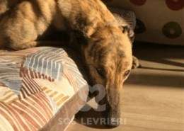 Derek-Greyhound