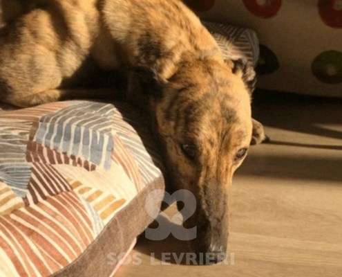 Derek-Greyhound
