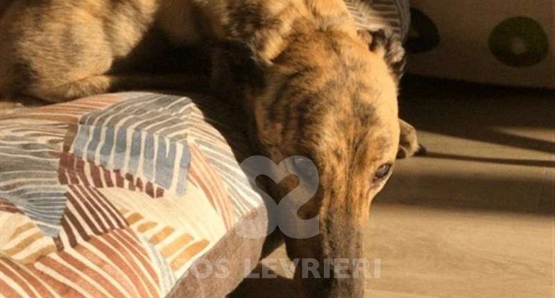 Derek-Greyhound