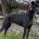 Hercules Greyhound