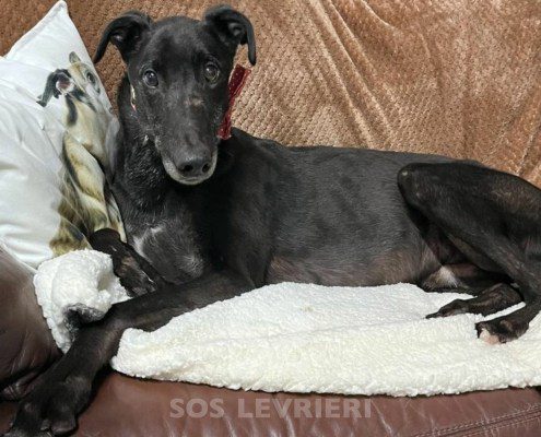 Hercules Greyhound