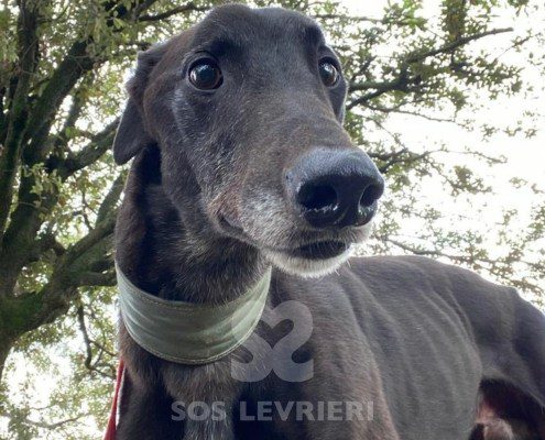 Hercules Greyhound