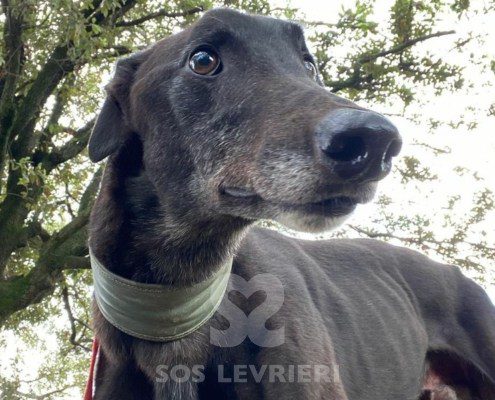 Hercules Greyhound
