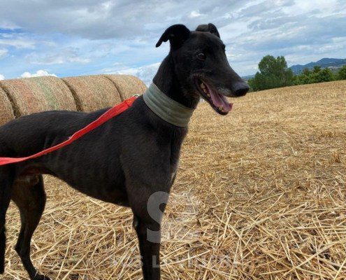 Hercules Greyhound