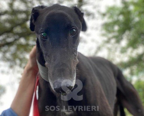 Hercules Greyhound
