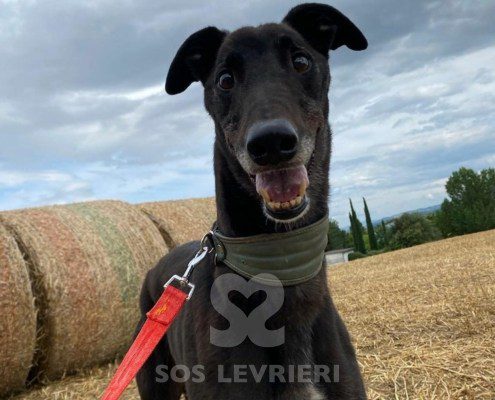 Hercules Greyhound