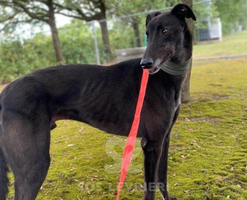 Hercules Greyhound