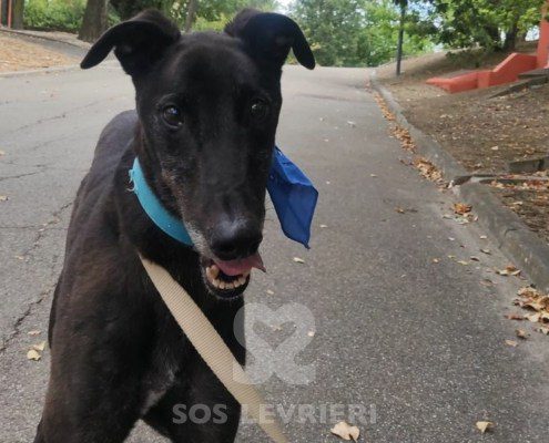 Hercules Greyhound