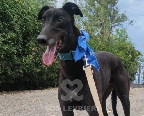 Hercules Greyhound