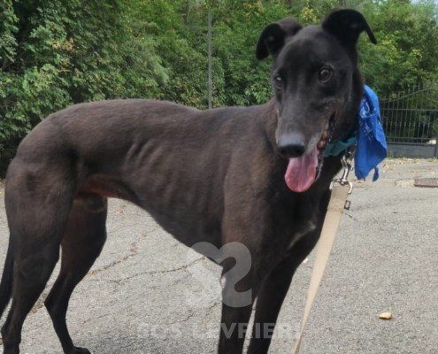 Hercules Greyhound