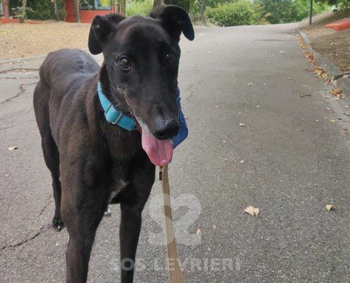 Hercules Greyhound