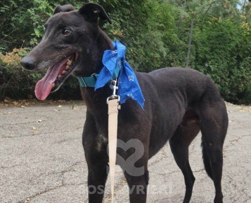 Hercules Greyhound