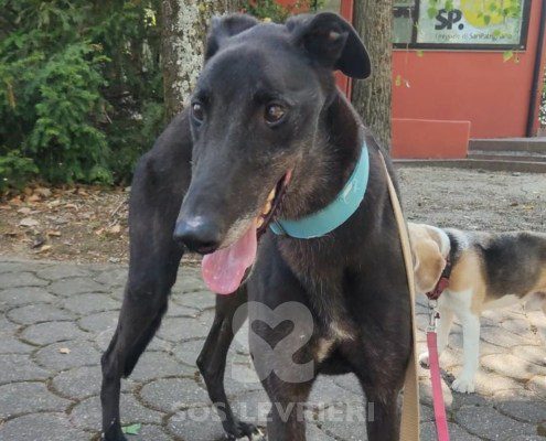 Hercules Greyhound