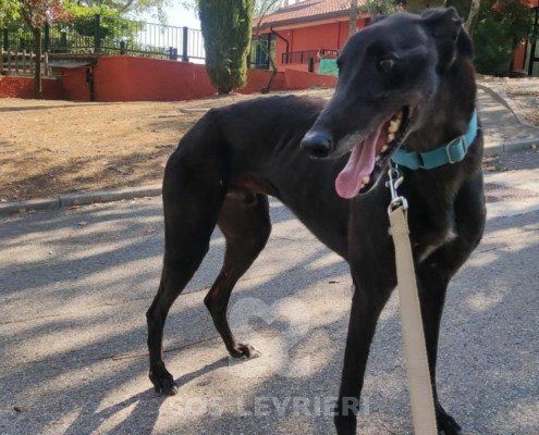 Hercules Greyhound