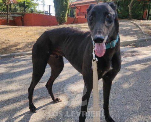 Hercules Greyhound