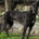 Keanu Greyhound