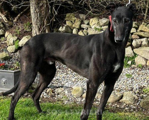 Keanu Greyhound