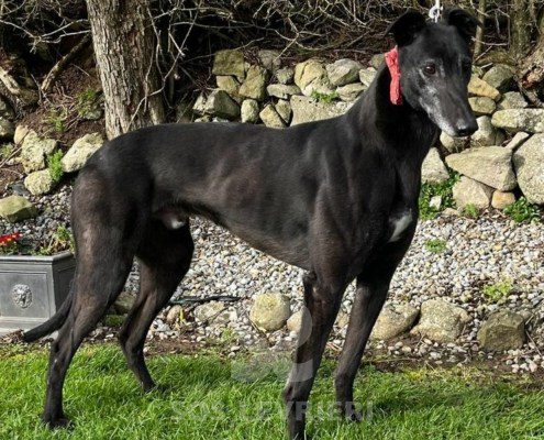 Keanu Greyhound