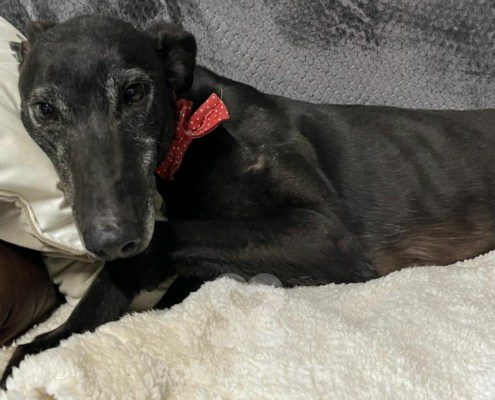 Keanu Greyhound