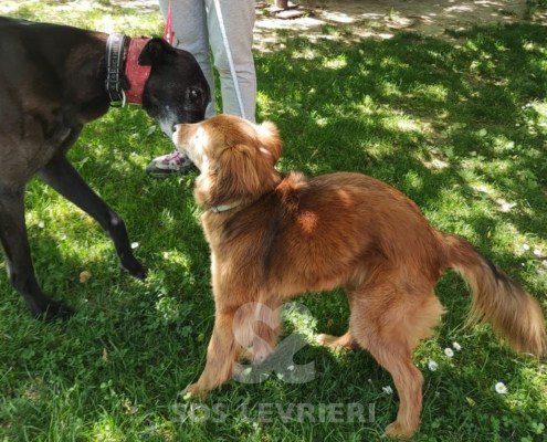 Keanu Greyhound