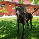 Keanu Greyhound