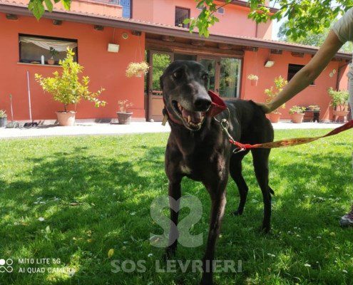 Keanu Greyhound