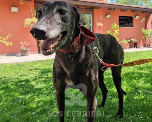 Keanu Greyhound