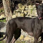 Ksaba Greyhound