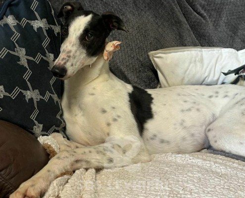 Nancy 2 Greyhound
