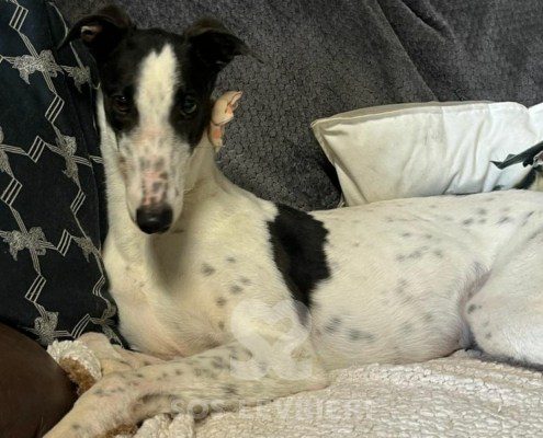 Nancy 2 Greyhound