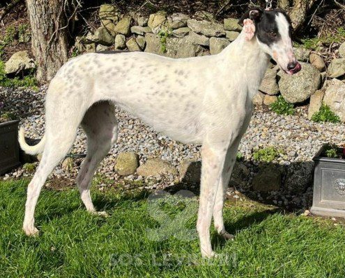 Nancy 2 Greyhound