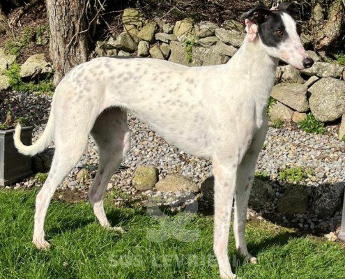 Nancy 2 Greyhound