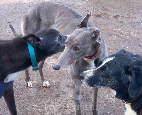 Stella 2 Greyhound