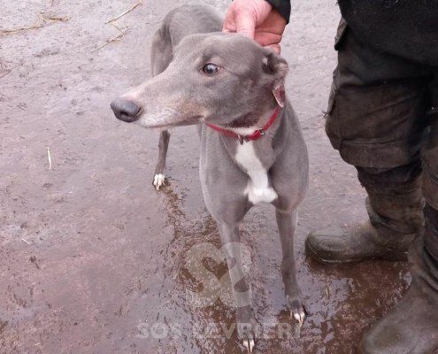 Stella 2 Greyhound