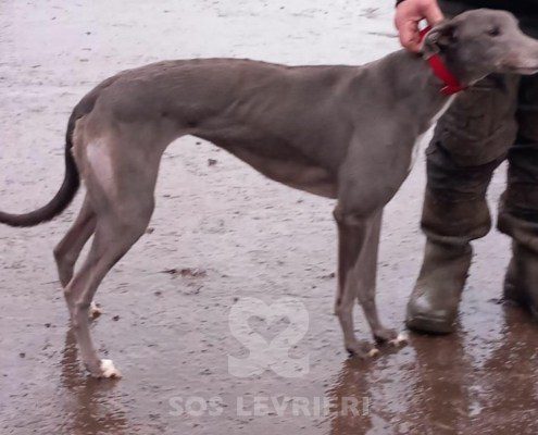 Stella 2 Greyhound