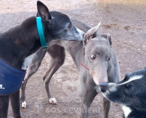 Stella 2 Greyhound