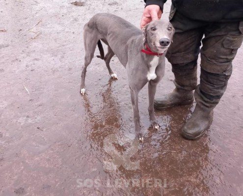 Stella 2 Greyhound