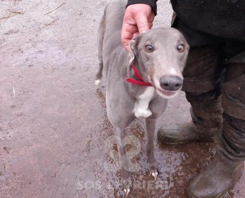 Stella 2 Greyhound