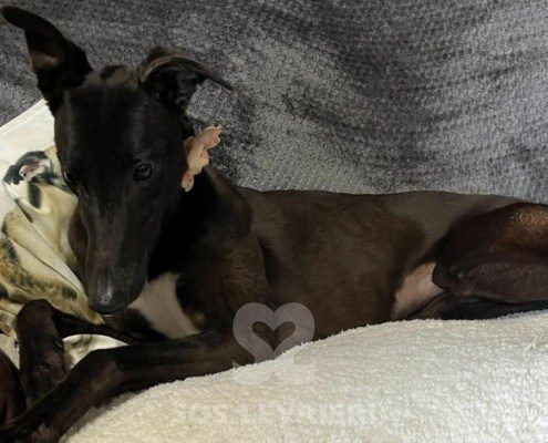 Tiara Greyhound