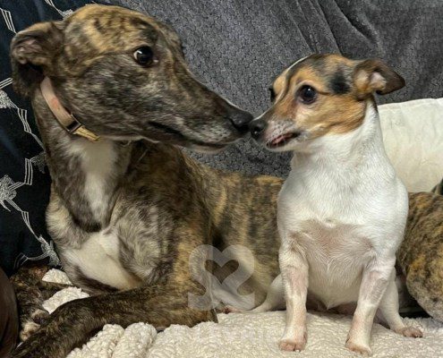 Wilma Greyhound