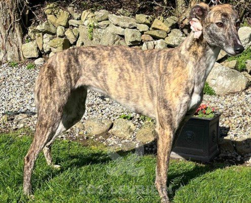 Wilma Greyhound