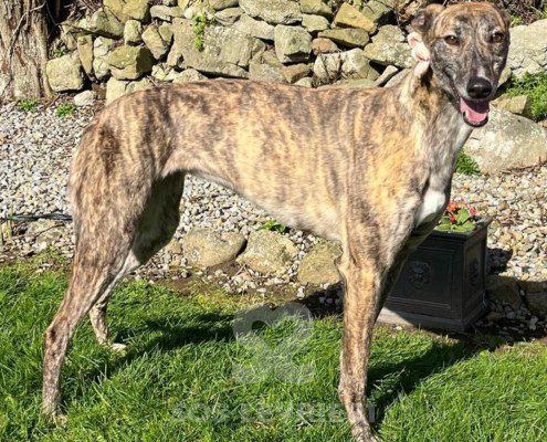 Wilma Greyhound
