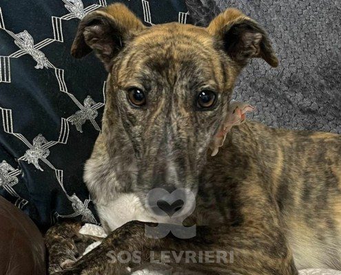 Wilma Greyhound